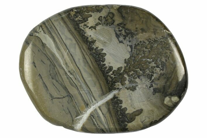 Triassic Aged Stromatolite Fossil - England #365749
